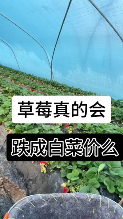 草莓真的会跌成白菜价么#草莓种植 #草莓种植管理技术和方法 #草莓种植方法 #草莓种植基地 #服务三农支持三农