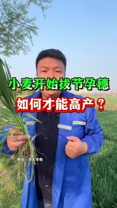 小麦进入拔节期！如何管理才能高产？ #传播农业小知识 #种植小技巧 #小麦种植 #苄氨烷醇 #小麦膨大剂