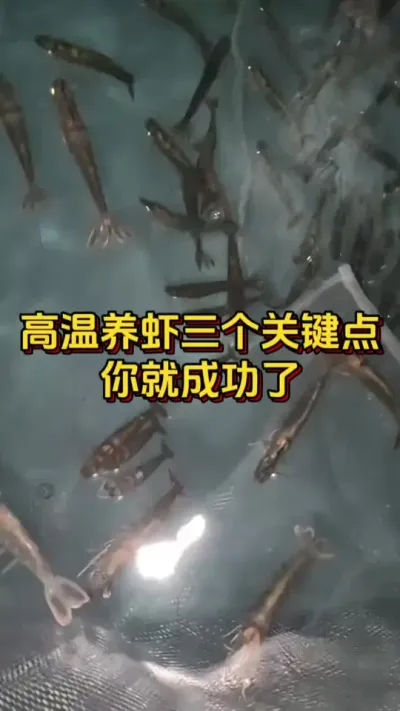高温养虾做好三个关键点，你就成功了#南美白对虾 #水产人 #水产养殖 #嘉骏新水产 #嘉骏集团