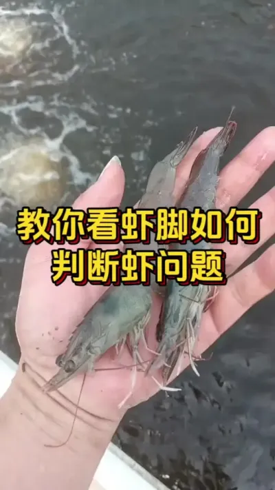 教你看虾脚如何判断虾的问题#水产人 #南美白对虾 #养虾人 #嘉骏集团 #嘉骏新水产