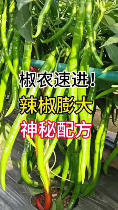 椒农速进，辣椒膨大，神秘配方 #三农 #辣椒种植 #农业种植