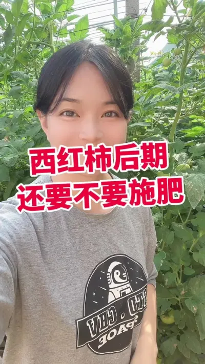 #西红柿种植#大棚西红柿#番茄高产 #番茄高产种植方法  点个关注 互相学习@抖音小助手