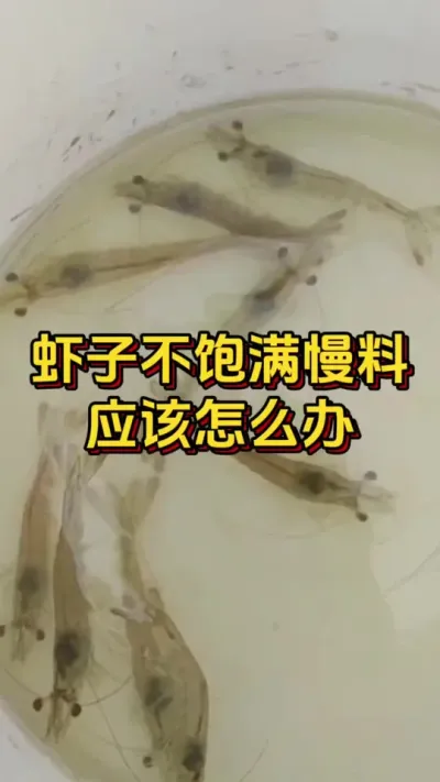 虾子不饱满慢料应该怎么办#养虾人 #水产人 #南美白对虾 #嘉骏集团#嘉骏新水产
