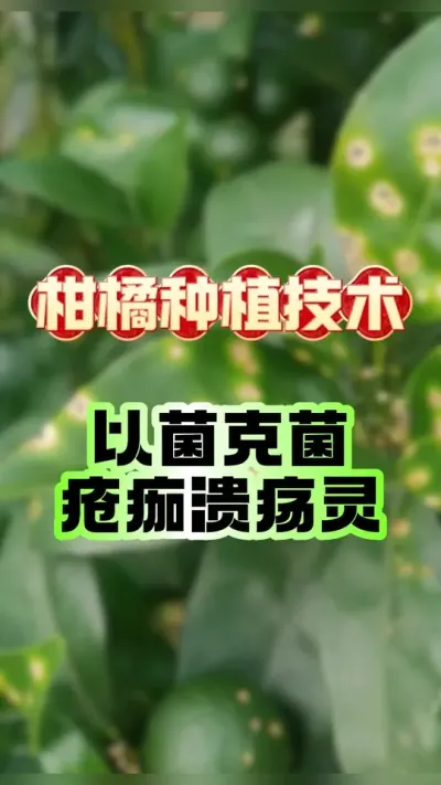 #上热门 柑橘疮痂病、溃疡病，认准正品疮痂溃疡灵#柑橘种植 #病虫害防治 #三农 #新农人计划