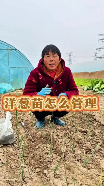 洋葱返苗后越冬怎么管理，怎么浇过冬水#洋葱 #洋葱管理 #洋葱种植 #三农 #蔬菜种植 @DOU+上热门 @抖音创作小助手 @DOU+小助手