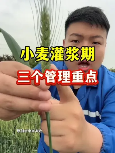 小麦灌浆期，三个管理重点！ #种植小技巧 #传播农业小知识 #小麦种植