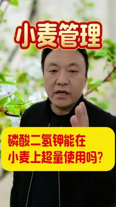 磷酸二氢钾能在小麦上超量使用吗？#磷酸二氢钾的使用 #小麦管理技术