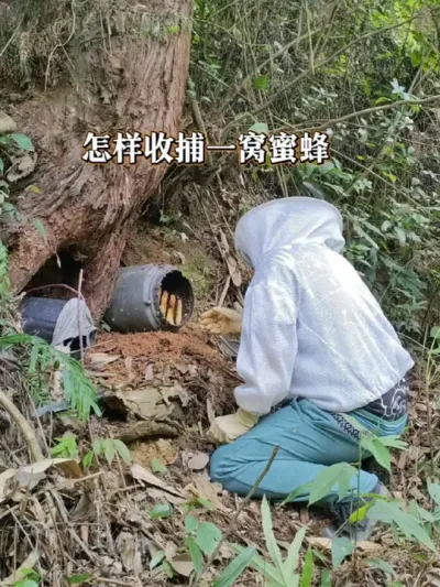 诱蜂养蜂 怎样收捕一窝蜜蜂#诱蜂养蜂 #我的乡村生活 #新农人计划2025