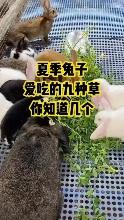 夏季兔子，爱吃的九种草，你知道几个#抖音三农#养殖#养兔