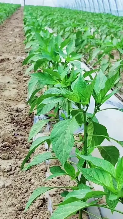 想要辣椒长得好，就用这个 #三农 #农业种植 #传播农业小知识