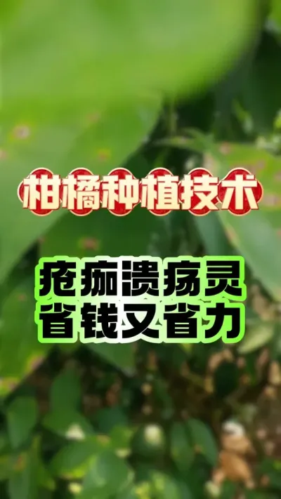 省钱又省力就用疮痂溃疡灵 #柑橘种植 #618  #果树病害 #果树管理 #柑橘病害