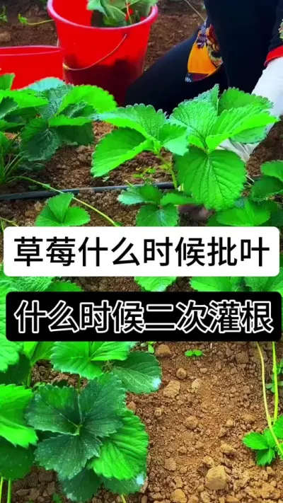 草莓什么时候批叶什么时候灌根#草莓种植管理技术和方法 #草莓种植方法 #草莓种植 #草莓种植基地 #服务三农支持三农