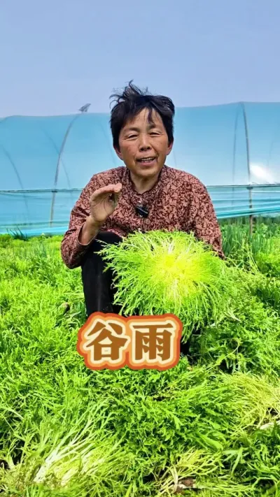 谷雨过后能种哪些蔬菜#谷雨 #二十四节气 #三农 #蔬菜种植 #蔬菜杨大姐 @DOU+上热门 @DOU+小助手 @抖音创作小助手