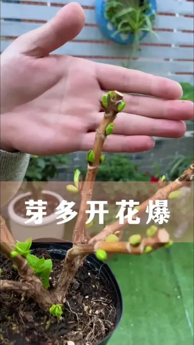植物发芽多、开花爆的秘密#花卉绿植 #养花小知识 #爱生活爱养花