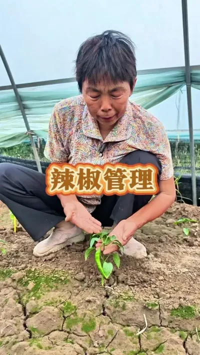 辣椒门椒在秧苗特别小的情况下是不能留的#辣椒 #辣椒种植 #三农 #种植小技巧小妙招 #蔬菜杨大姐 @DOU+上热门 @抖音创作小助手 @DOU+小助手