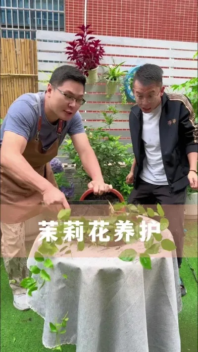 茉莉花养护#茉莉花 #花卉绿植 #养花小知识 #分享养花经验