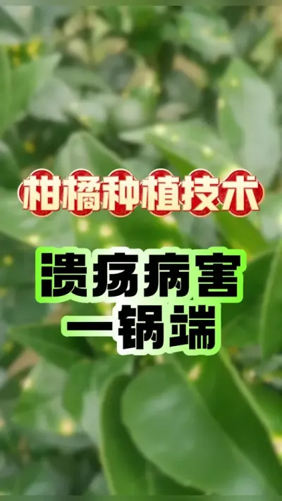 柑橘病害一锅端 #柑橘种植 #抖音新农人 #农技推广 #服务三农 #柑橘溃疡病