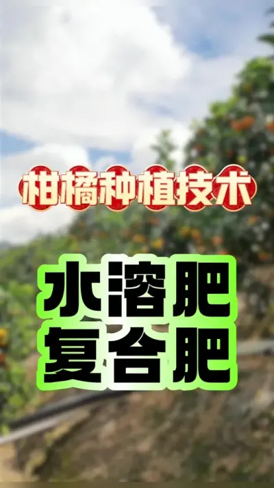 #dou上热门 水溶肥和复合肥的区别，该怎么搭配 #柑橘种植 #抖音新农人 #柑橘管理 #科学施肥