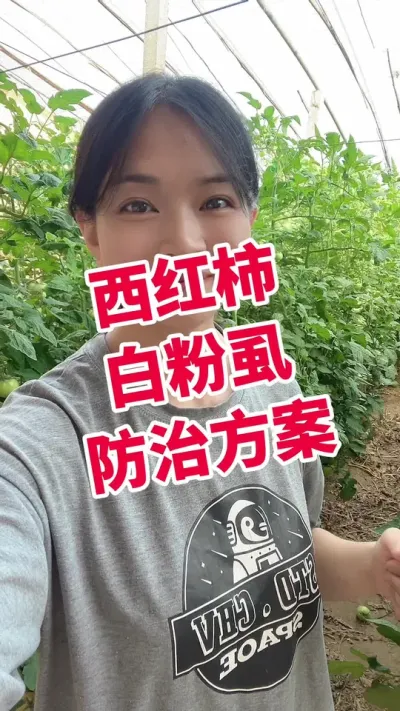 #白粉虱#西红柿种植#大棚西红柿 #记录我的种植生活 点个关注 互相学习吧@抖音小助手