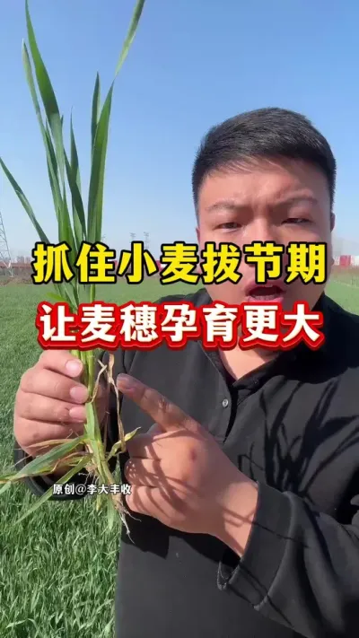 抓住小麦拔节期，让小麦孕育大穗，籽粒饱满！ #小麦种植 #小麦膨大剂 #小麦高产技术 #小麦拔节期
