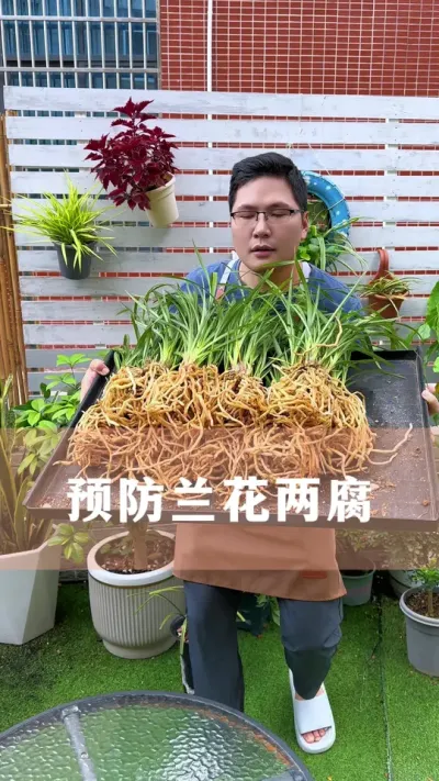 入夏之前养兰花，做好这步很重要#兰花 #花卉绿植 #养花小知识