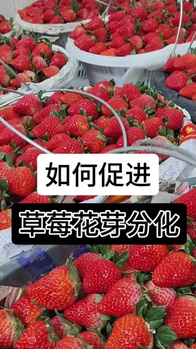 如何促进草莓花芽分化#分享农业知识帮农民增产增收 #草莓种植管理技术和方法 #服务三农支持三农 #草莓种植 #草莓种植方法