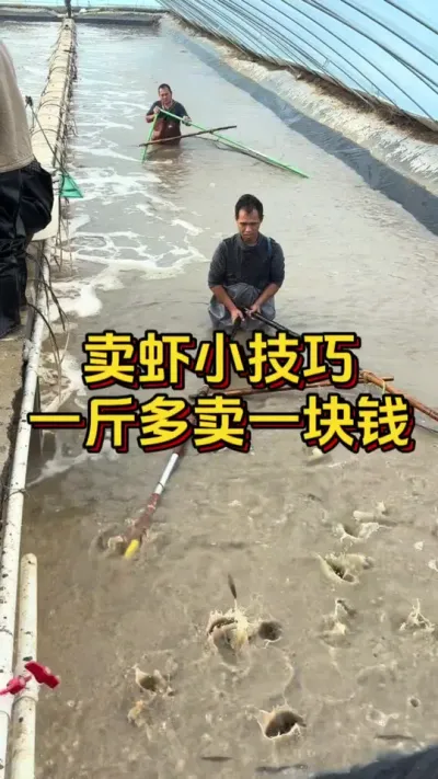 卖虾小技巧一斤多卖一块钱#水产人 #水产养殖 #养虾人 #南美白对虾 #小棚养虾