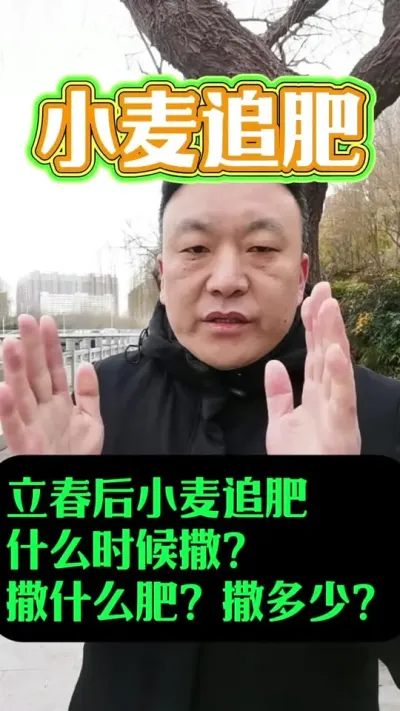 立春后小麦追肥，什么时候撒？撒什么肥？撒多少？#小麦年后管理 #施肥 #小麦种植