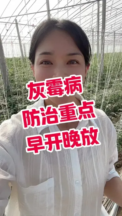 #灰霉病#西红柿种植 #记录我的种植生活  以防为主 点个关注吧 @抖音小助手