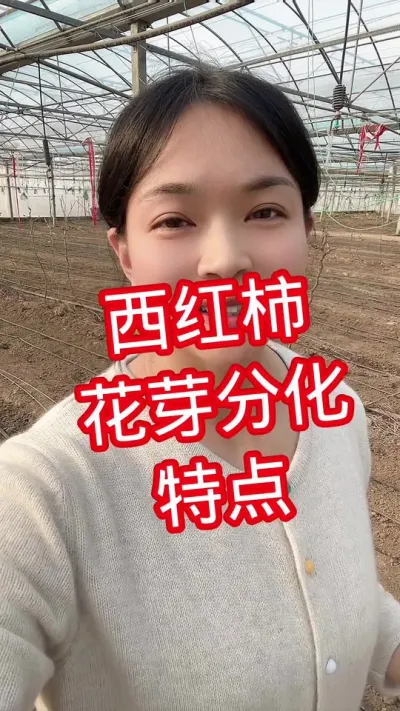 ##西红柿种植 #记录我的种植生活 #大棚西红柿 点个关注 互相学习吧@抖音小助手
