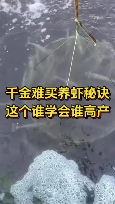 #李新聊对虾#嘉骏集团#嘉骏新水产#南美白对虾养殖#水产养殖技术 千金难买养虾秘诀，这个谁学会谁高产