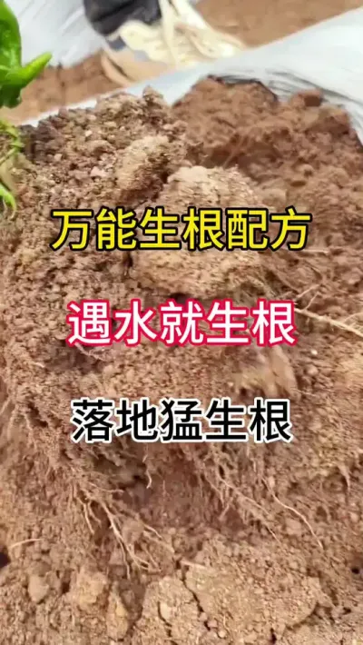 万能生根配方，遇水就生根，落地猛生根 #三农 #农业种植技术 #辣椒种植