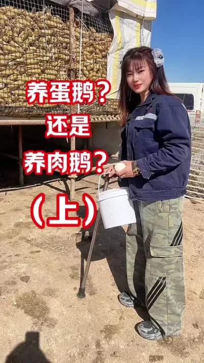 你有条件养蛋鹅吗？#农村创业养殖 #养鹅人#种鹅#蛋鹅
