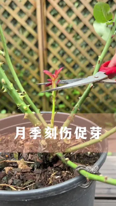 月季底部不长新芽，用这个方法#月季 #花卉绿植 #养花小知识 #爱生活爱养花