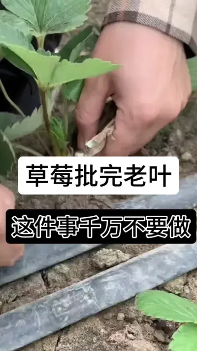草莓批完老叶这件事千万不要做#草莓种植管理技术和方法 #草莓种植 #分享农业知识帮农民增产增收 #草莓种植方法 #草莓种植基地