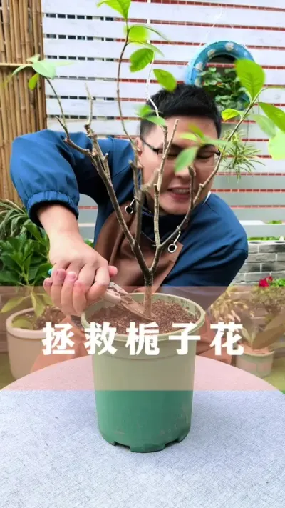 拯救栀子花#栀子花 #花卉绿植 #养花小知识