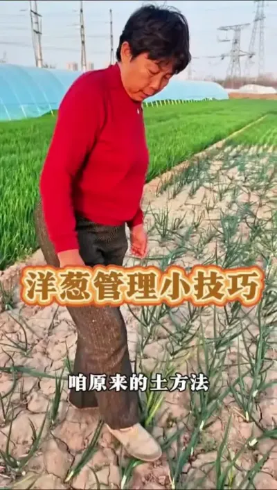 洋葱管理小技巧#洋葱 #洋葱种植 #三农 #蔬菜杨大姐 #洋葱管理 @DOU+小助手 @DOU+上热门 @抖音创作小助手