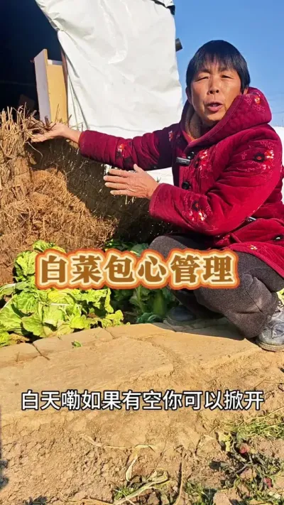 你的白菜长结实了吗？#白菜种植 #白菜 #蔬菜种植 #每天分享蔬菜种植技巧 #蔬菜种植技术 @抖音创作小助手 @DOU+上热门 @DOU+小助手