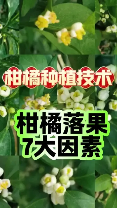 #dou上热门 柑橘狂掉果？7大坑你踩中几个！果农必看急救指南！#柑橘种植 #增产增收才是硬道理 #科学用药 #农业技术