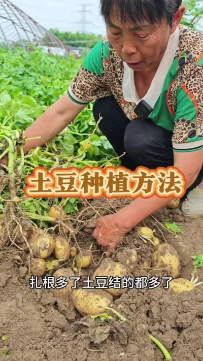土豆的种植小技巧#土豆 #土豆种植 #发芽的土豆正确处理方法 #种土豆 #三农 @抖音创作小助手 @DOU+上热门 @DOU+小助手