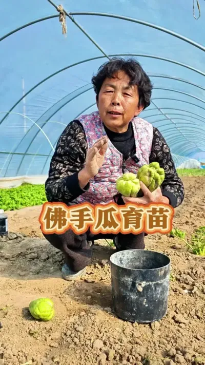 佛手瓜种子如果发芽了就可以育苗了#三农种植 #三农 #佛手瓜种植技术和方法 #佛手瓜 #蔬菜杨大姐 @DOU+小助手 @DOU+上热门 @抖音创作小助手