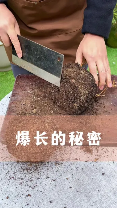 开春后，家里的花长势慢、发芽少、不爱开花怎么办#花卉绿植 #养花小知识 #爱生活爱养花