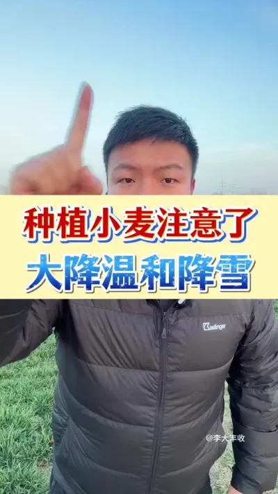 种植小麦的注意了！月底大降温加雨雪！ #小麦种植 #种植小技巧 #传播农业小知识 #倒春寒