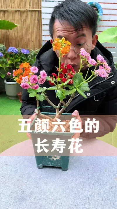五颜六色的长寿花不用买，教你在家自己嫁接#长寿花 #花卉绿植 #养花小知识 #爱生活爱养花