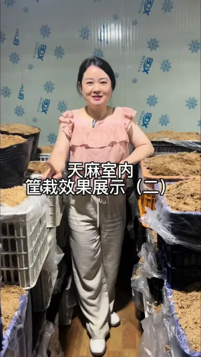 天麻室内筐栽效果展示（二） #抖音助农 #药材种植 #天麻种植 @抖音小助手