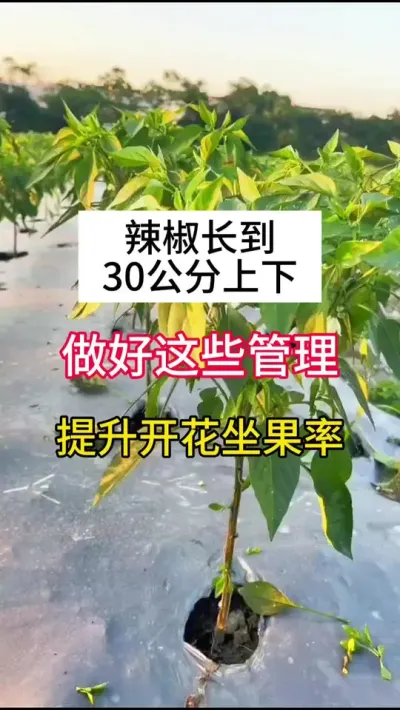 辣椒长到30公分上下，做好这些管理，提升开花坐果率 #三农 #农业种植 #辣椒种植