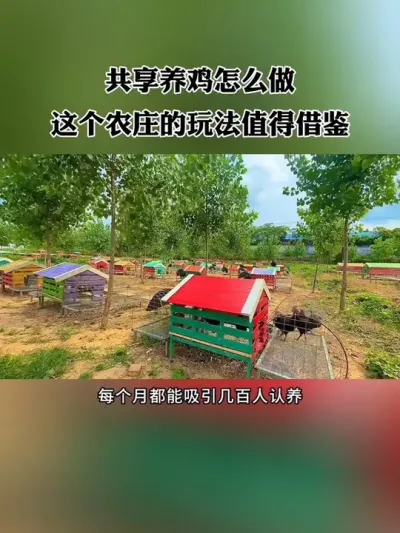 共享养鸡怎么做？这个农场的玩法就很值得借鉴！#新农人 #休闲农业 #共享农场 #生态农庄 #农场