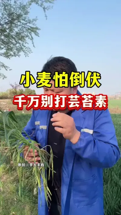小麦怕倒伏，千万别用芸苔素！ #小麦种植 #小麦倒伏 #芸苔素 #小麦膨大剂 #种植小技巧