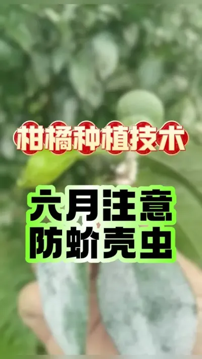 #上热门 柑橘六月注意蚧壳虫 #柑橘种植 #蚧壳虫 #农业种植 #抖音新农人