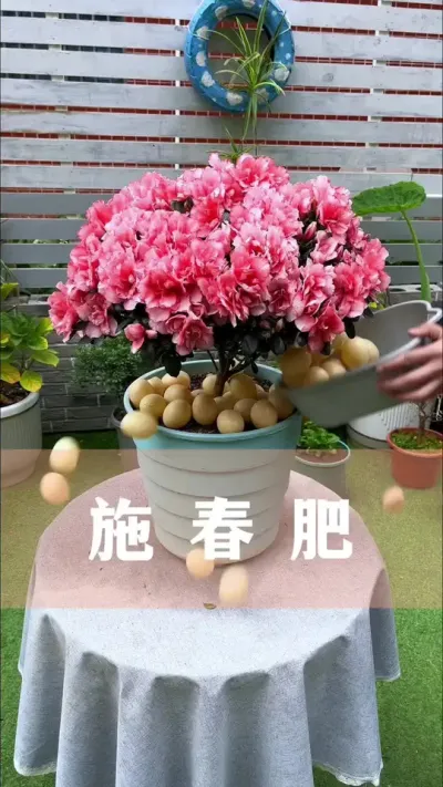 开春后给家里的花喂第一口肥，很多人都做错了#花卉绿植 #春肥 #养花小知识